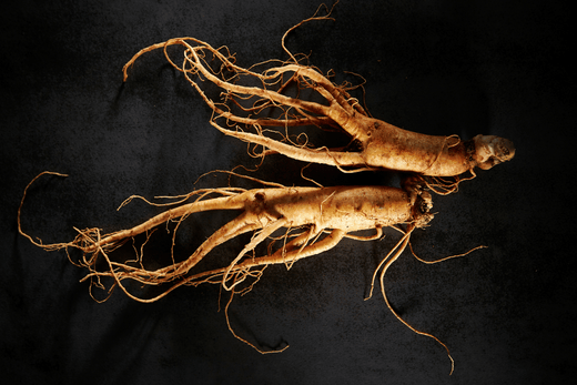 Ginseng rouge bienfaits